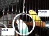 My  Budgies 015 (Custom).jpg