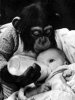 chimp_with_baby.jpg