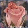rosebaby.jpg
