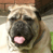 pug.gif