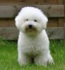Bichon Frise.jpg