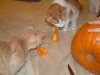 1st Pumkin 4-2.jpg