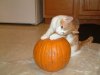 1st Pumkin 7-2.jpg