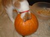 1st Pumkin 2-2.jpg