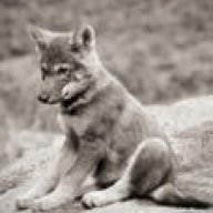 NobleWolf