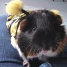 mypigjava